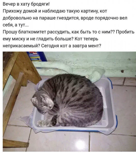 Мем, Кот Отморозкин