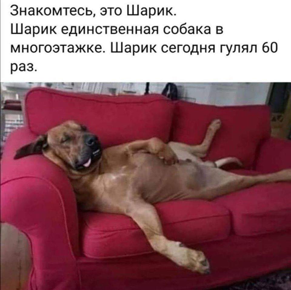 Анекдоты про собак