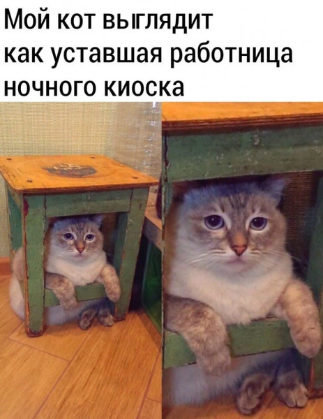 Мем, Кот Отморозкин