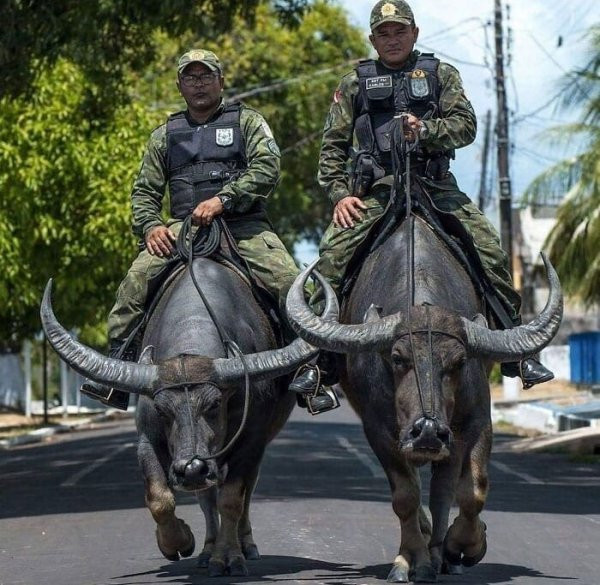 Мем: Где-то в Бразилии, Брюттон