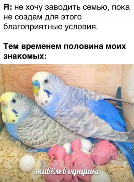 Мем, Брюттон