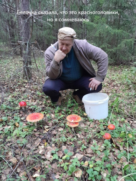 Весёлые картинки про грибы