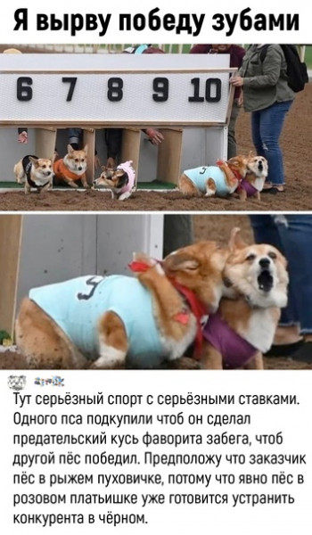 Мем: Никогда не сдавайся, henh