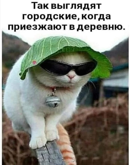 Мем, Cat Fil