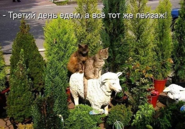 Мем, Кот Отморозкин