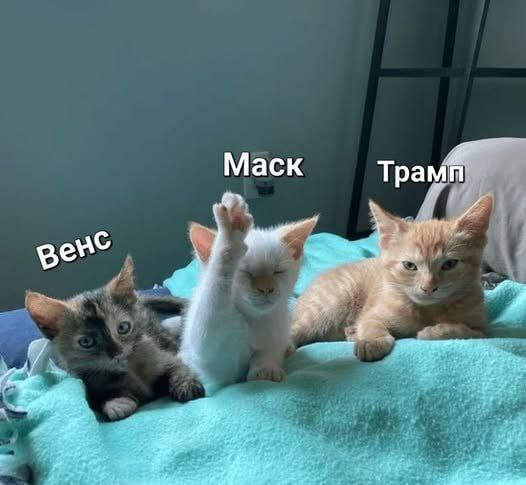 Мем: Мимими, Юрий Небольсин