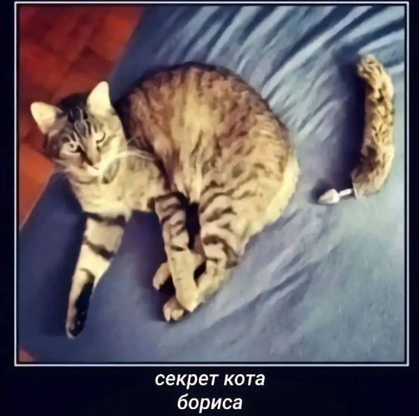 Кот Дрочит Мем Кот Дрочит Мем