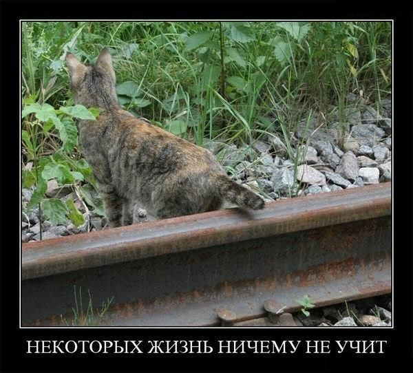 Мем, Кот Отморозкин